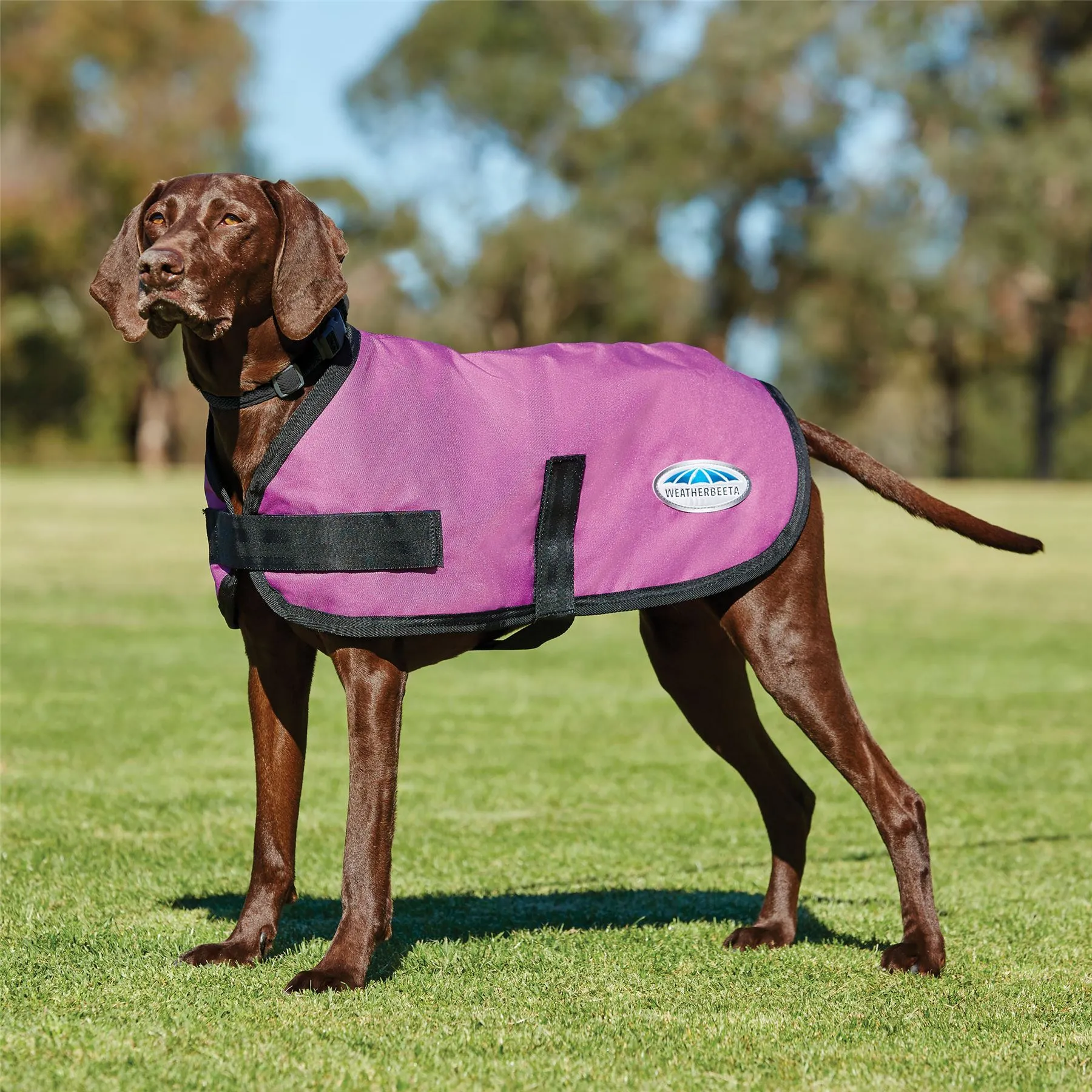 Weatherbeeta Comfitec Classic Dog Coat